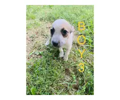 4 Red / Blue Heeler Puppies Available - 13