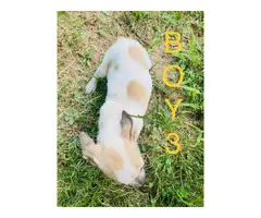 4 Red / Blue Heeler Puppies Available - 14