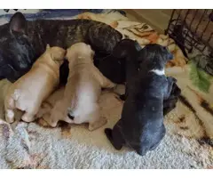 5 females Frenchton puppies for sale - 5
