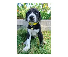 6 AKC Great Dane Puppies Available - 2