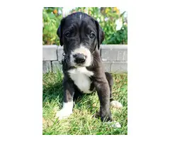 6 AKC Great Dane Puppies Available - 5