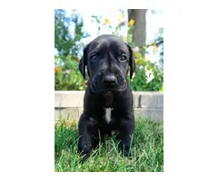 6 AKC Great Dane Puppies Available - 7
