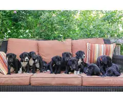 6 AKC Great Dane Puppies Available - 9
