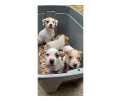 4 American bulldog puppies looking for new homes