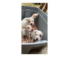 4 American bulldog puppies looking for new homes - 2