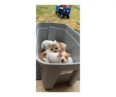 4 American bulldog puppies looking for new homes - 3