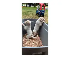 4 American bulldog puppies looking for new homes - 4