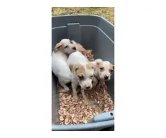 4 American bulldog puppies looking for new homes - 5