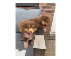 2 male full-blooded Aussie puppies - 1