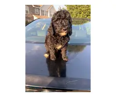 8 weeks old Standard Poodle puppies available - 2