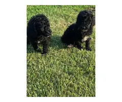 8 weeks old Standard Poodle puppies available - 3