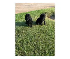 8 weeks old Standard Poodle puppies available - 4