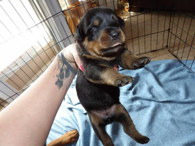 7 Rottweiler puppies with papers Longview - Puppies for Sale Near Me