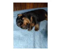 7 Rottweiler puppies with papers - 2