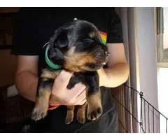 7 Rottweiler puppies with papers - 3