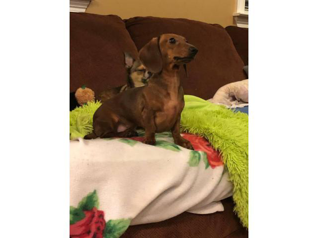 One female Dachshund puppy needing a new home in Memphis