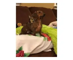 One female Dachshund puppy needing a new home