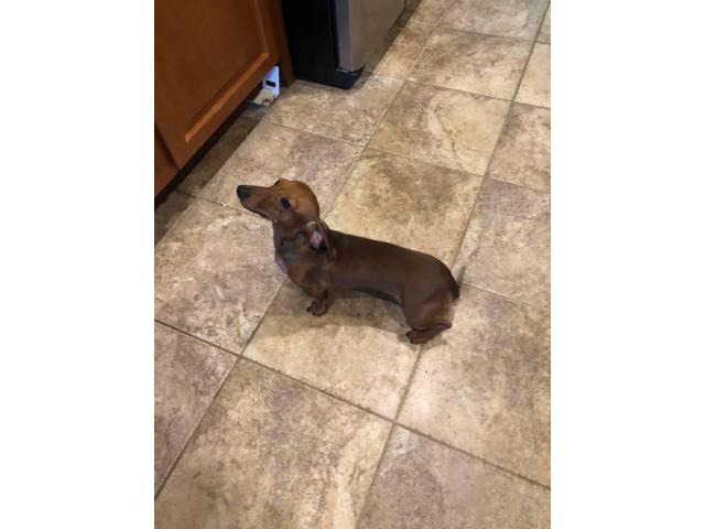 One female Dachshund puppy needing a new home in Memphis, Tennessee - Puppies for Sale Near Me