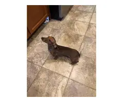 One female Dachshund puppy needing a new home - 3