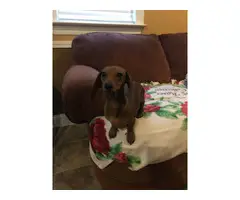 One female Dachshund puppy needing a new home - 4