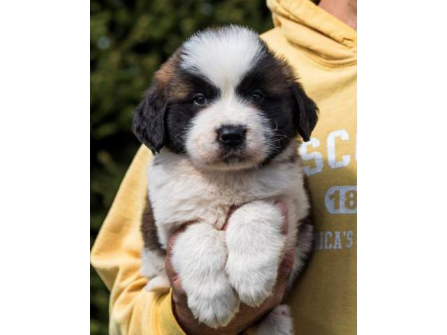 10 weeks old Saint Bernard puppies available Bridgeport - Puppies for ...