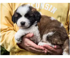 10 weeks old  Saint Bernard puppies available - 3