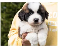 10 weeks old  Saint Bernard puppies available - 6