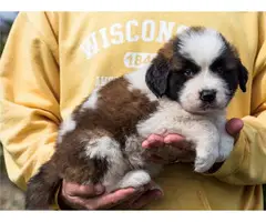 10 weeks old  Saint Bernard puppies available - 7