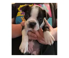7 weeks old pure breed Boston Terrier puppy - 2