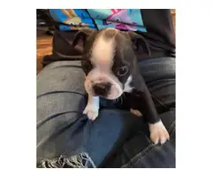 7 weeks old pure breed Boston Terrier puppy - 3