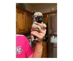 One female Pug puppy to re-home