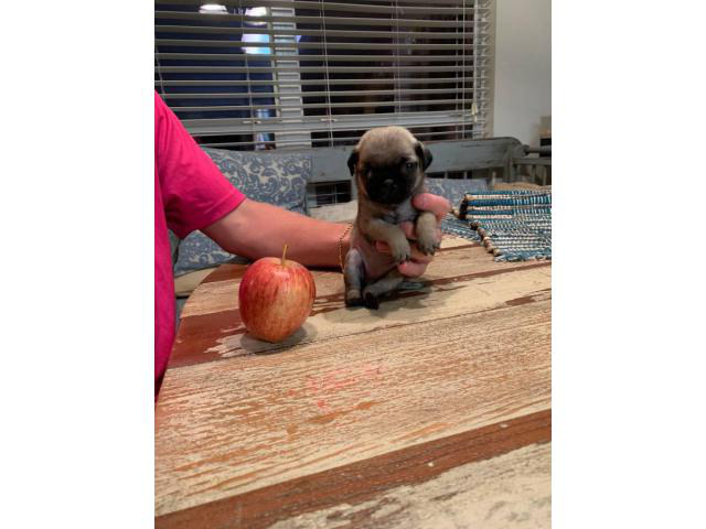 One female Pug puppy to re-home in Dallas, Texas - Puppies for Sale Near Me