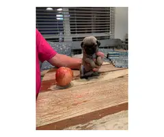 One female Pug puppy to re-home - 2
