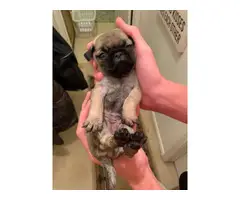 One female Pug puppy to re-home - 3
