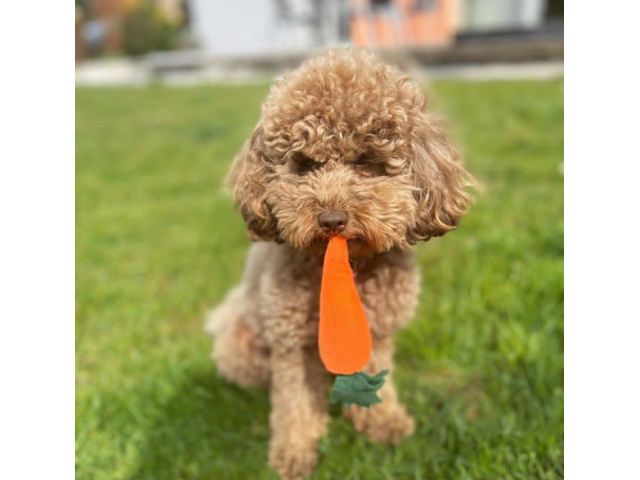 4-poodle-puppies-for-rehoming-bowie-puppies-for-sale-near-me