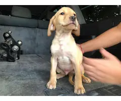 8 weeks old real stunning purebred lab puppies - 2