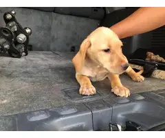 8 weeks old real stunning purebred lab puppies - 4