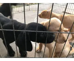 8 weeks old real stunning purebred lab puppies - 5