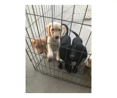 8 weeks old real stunning purebred lab puppies - 7