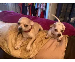 6 Apple head Chihuahua for good homes
