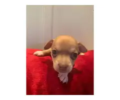6 Apple head Chihuahua for good homes - 2