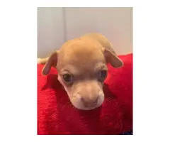 6 Apple head Chihuahua for good homes - 3