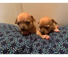 6 Apple head Chihuahua for good homes - 4