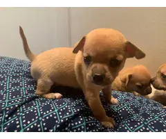 6 Apple head Chihuahua for good homes - 6