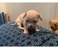 6 Apple head Chihuahua for good homes - 7