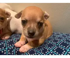 6 Apple head Chihuahua for good homes - 9