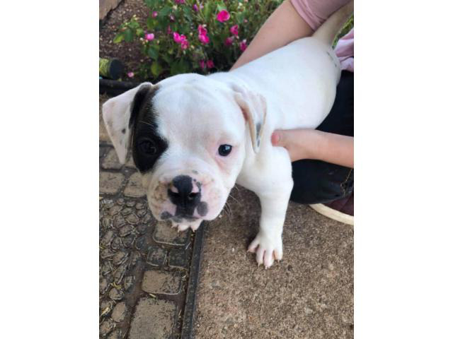 4 white brindle female American Bulldog puppies Greenville - Puppies ...