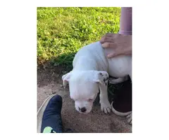 4 white brindle female American Bulldog puppies - 5