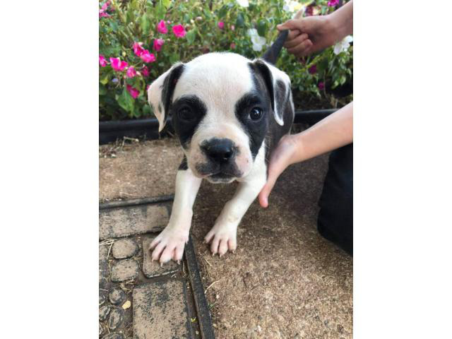 4 white brindle female American Bulldog puppies in