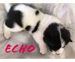 7 Registered Akita Puppies for sale - 2
